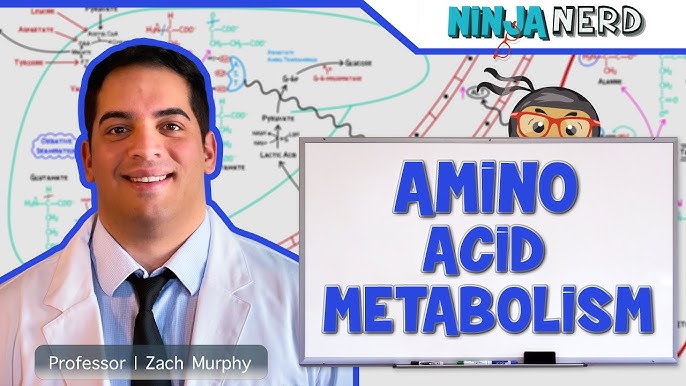 DoctorHub360.com Amino Acids: A Comprehensive Guide to Your Health and Wellness Needs